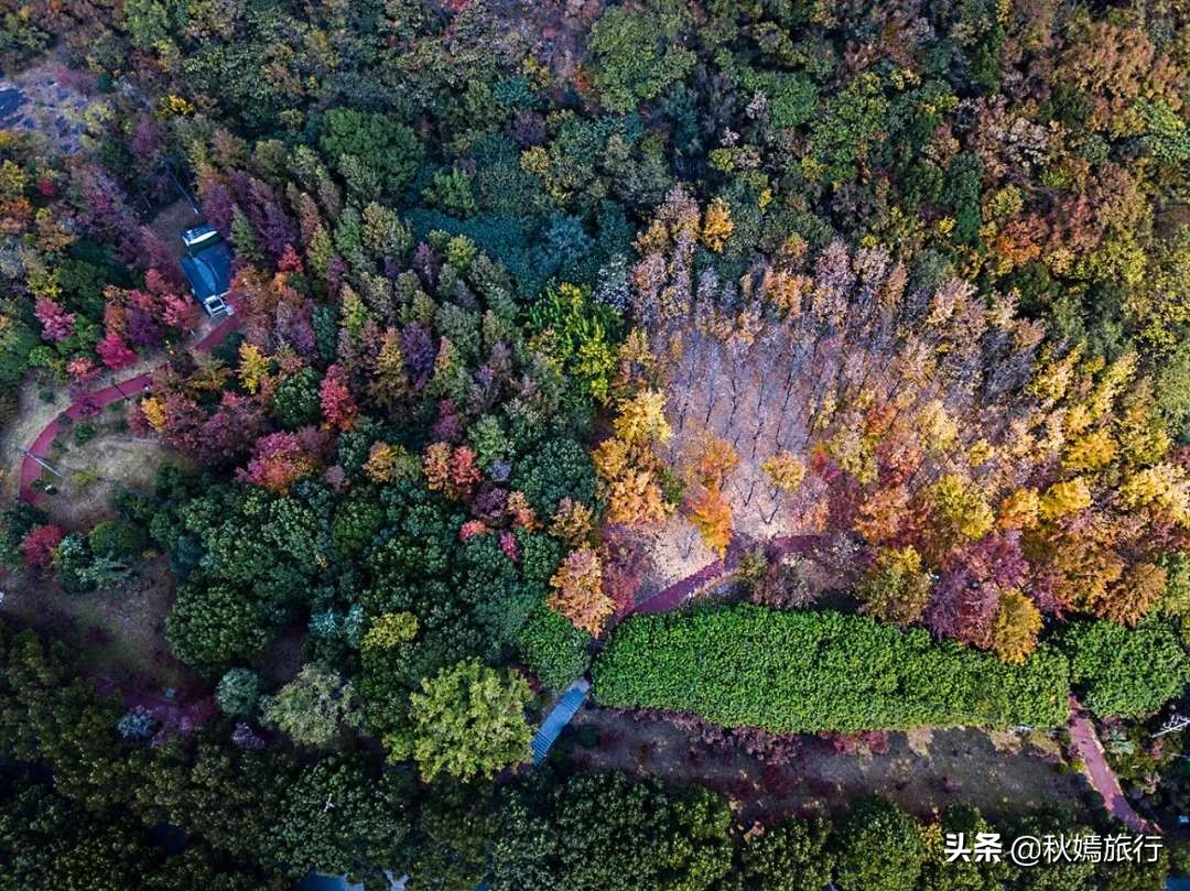 常熟网红枫林秋意盎然，游客络绎不绝，百年老店五道菜肴165元