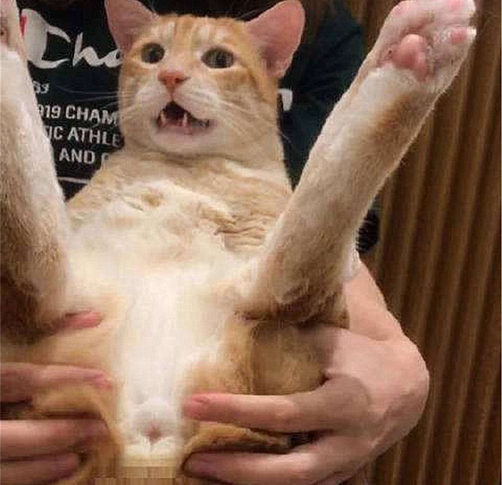 辟谣猫咪真的没有九条命,辟谣猫咪的六个谣言