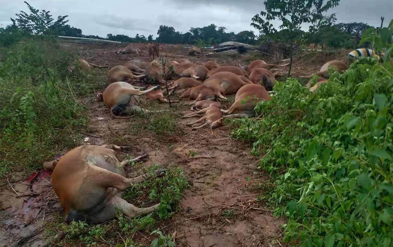 550只羊被雷劈死后续,550只羊被雷劈死原因