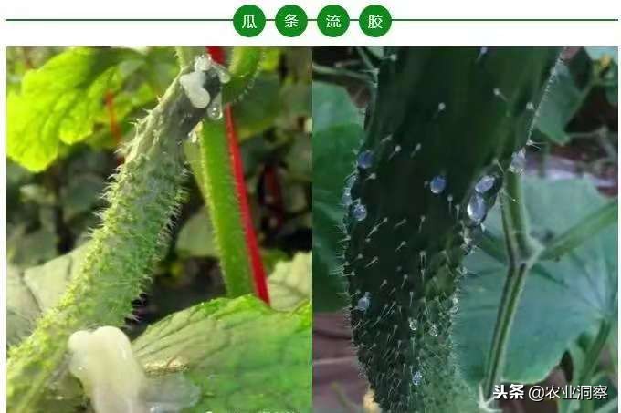黄瓜细菌性流胶打什么药,黄瓜流胶病的具体防治技术