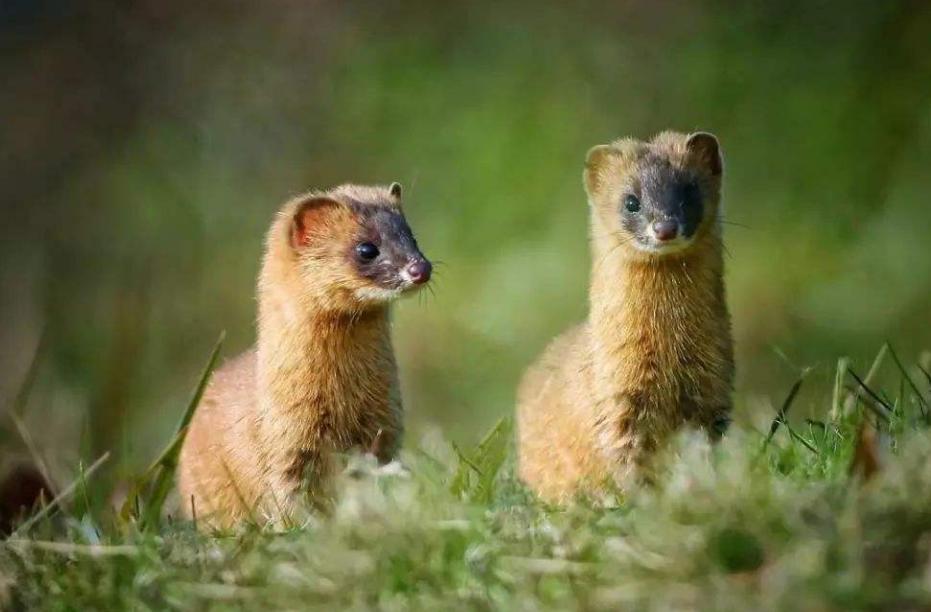 为什么凶悍的黄鼠狼看到鹅却害怕,猖狂的黄鼠狼