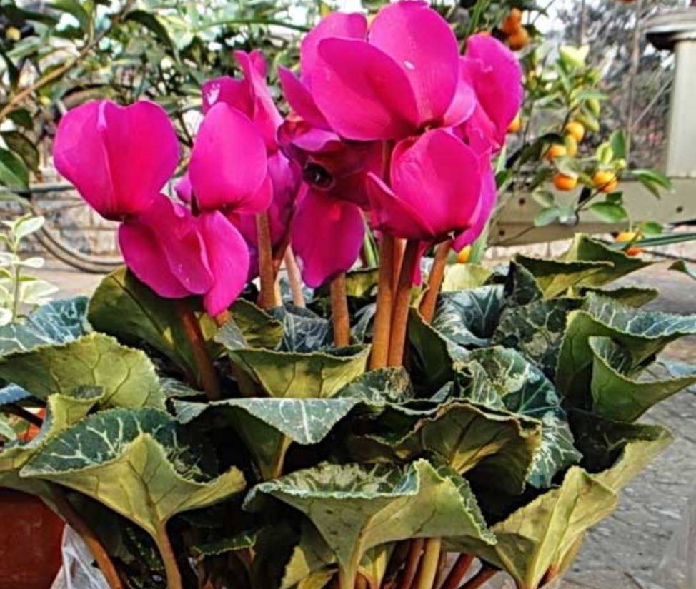 仙客来叶子发黄不发蔫怎么办,仙客来叶子蔫了千万不要扔