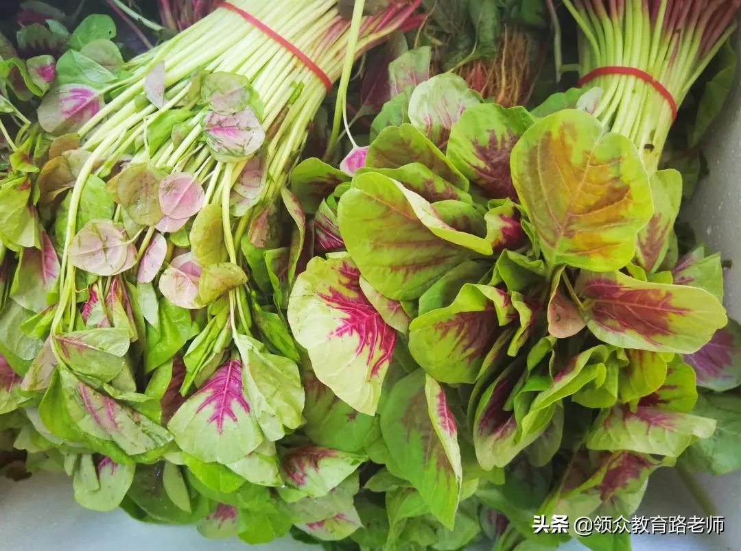 为了写文章我吃了霉苋菜梗,打算申请个工伤