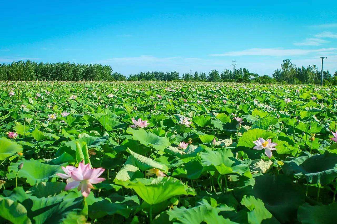 即墨新府，双状元及第。蓝田美玉，十里荷花池