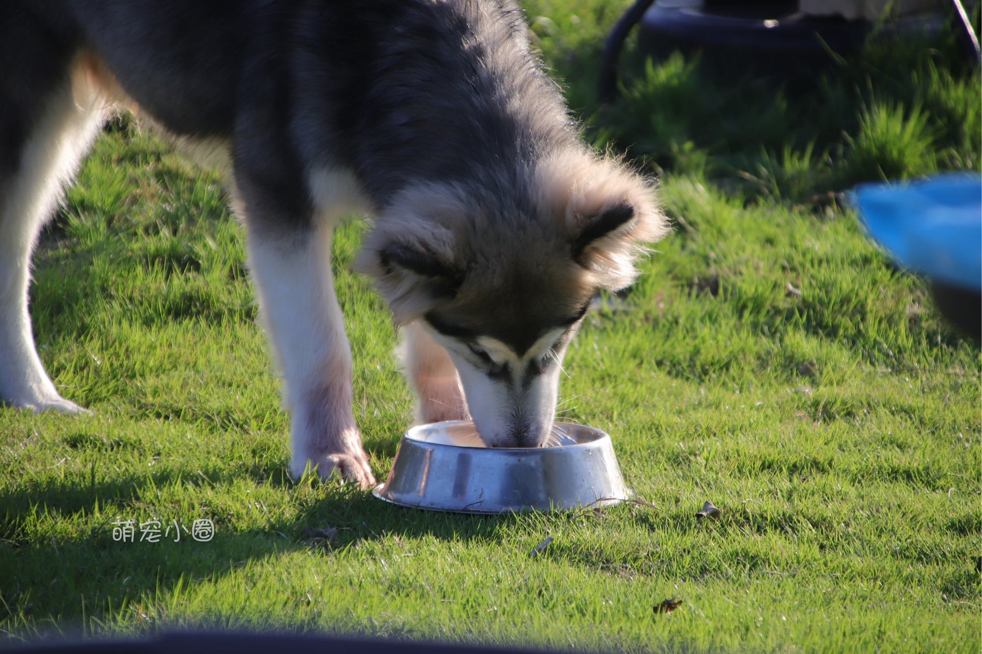 宠主们这8种水不能长期给狗狗喝,兽医表示:长期喝等于慢性自杀