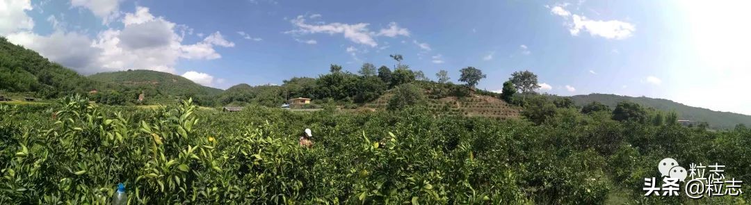 老伙，你的橙子离你更近了……｜粒志