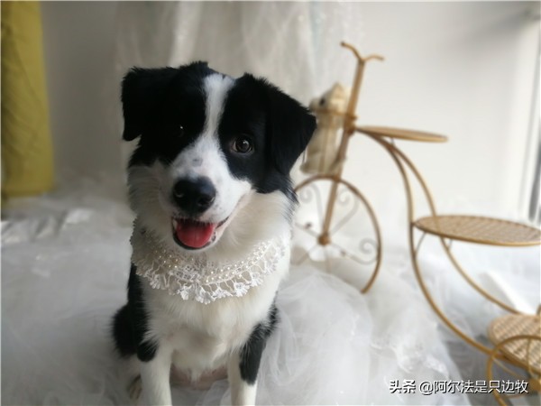 你曾经被狗报复过吗,你曾经被狗追发生过什么