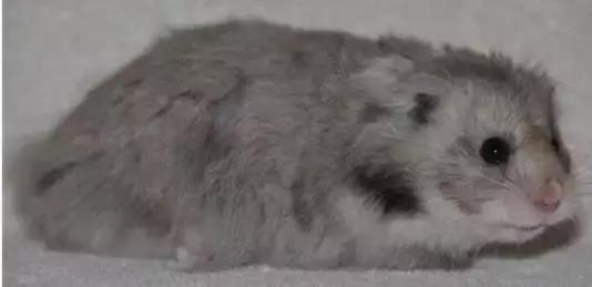 仓鼠的种类习性详细介绍,仓鼠有哪些亚种种类