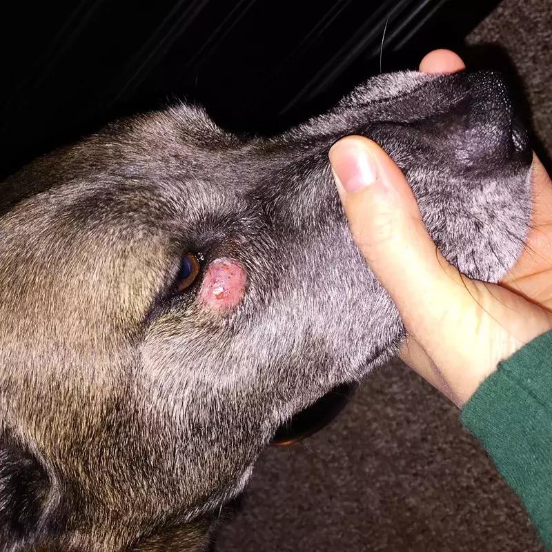 狗狗身上出红疹,原因很多速就诊