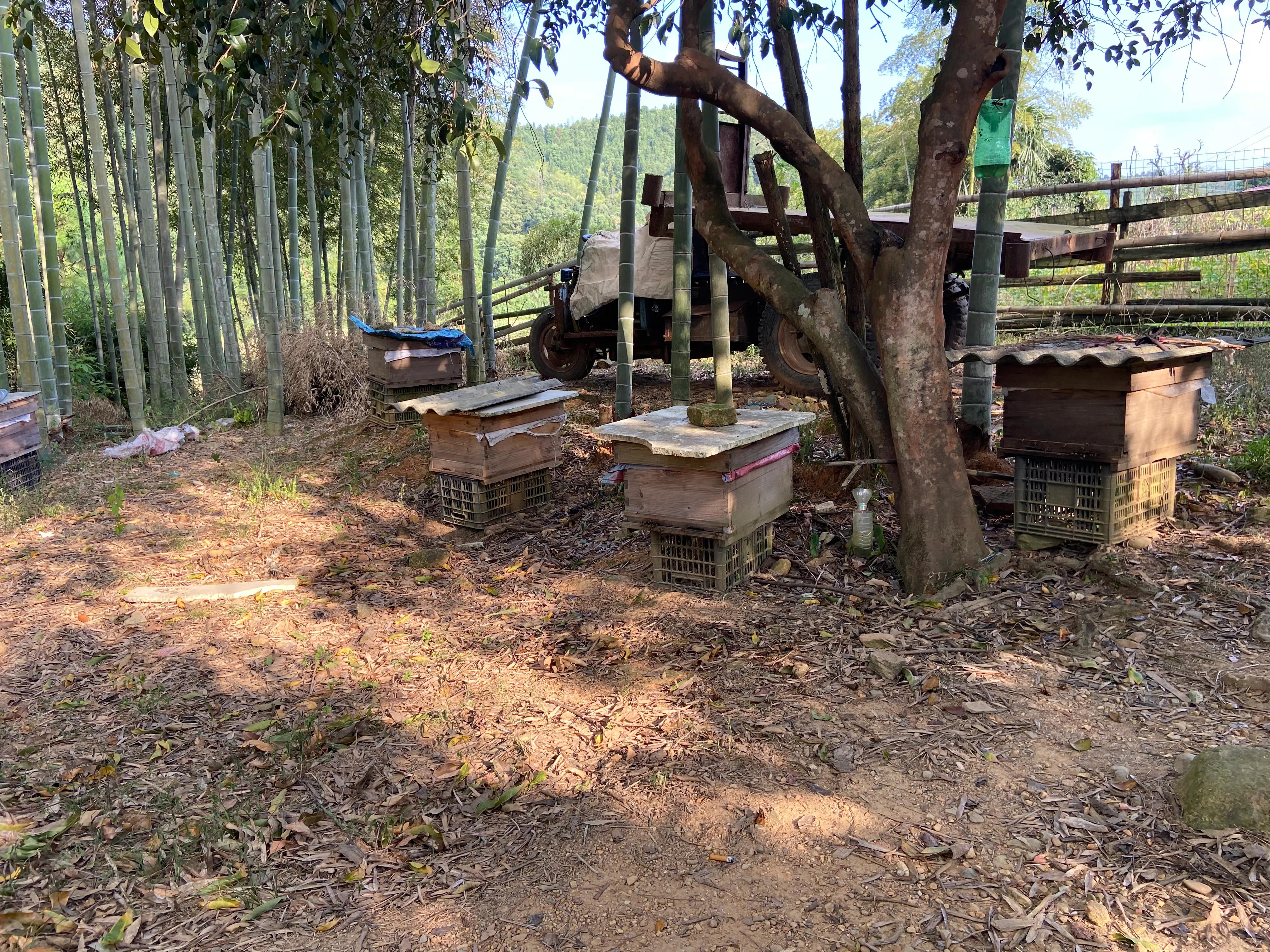 虎头蜂vs杀人蜂,大胡蜂vs虎头蜂