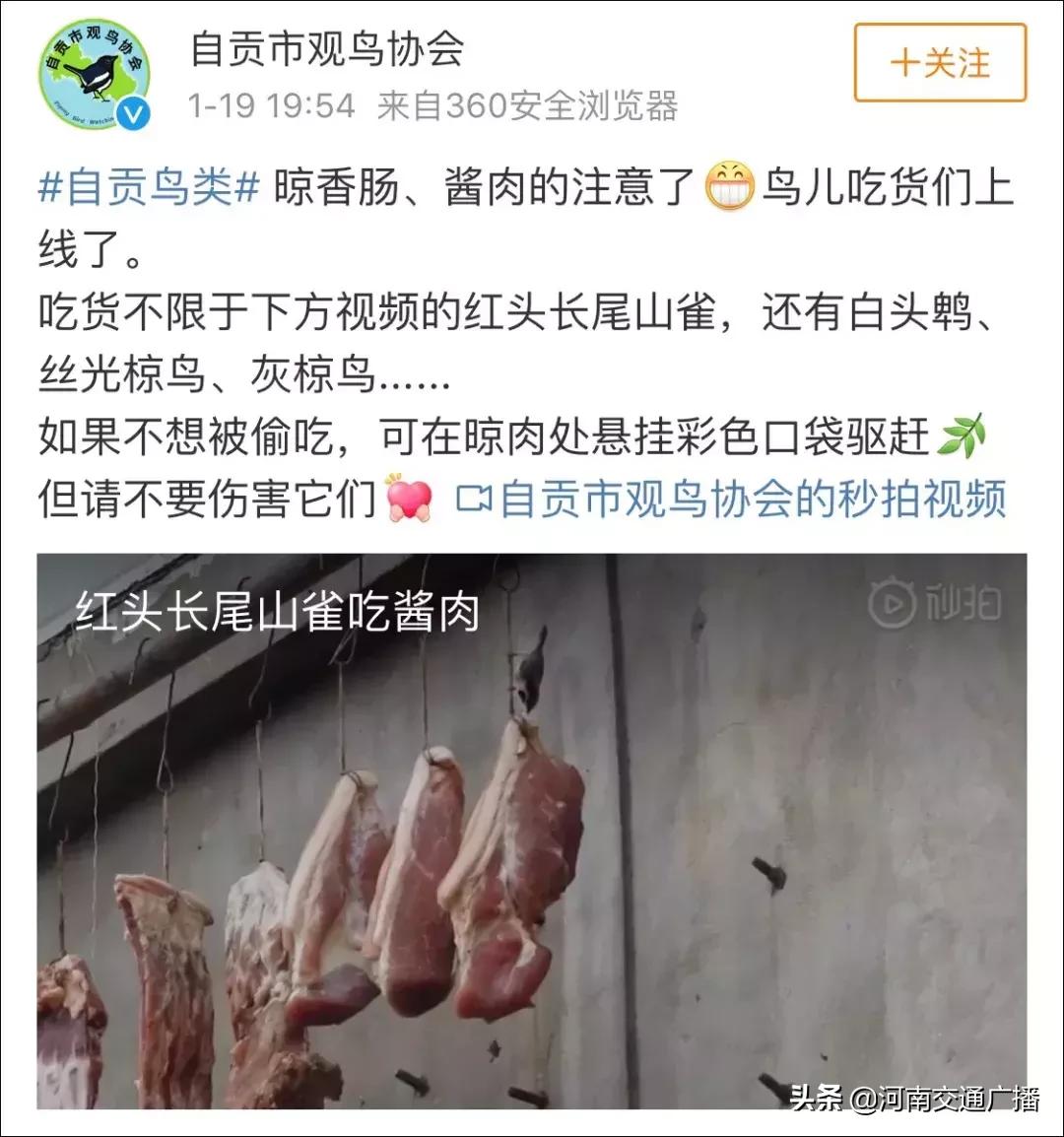 鸟儿偷吃香肠腊肉,香肠腊肉挂外面被鸟吃