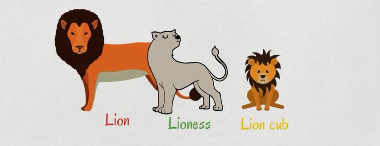 常见动物英语词汇大全,英语常见词汇大全表