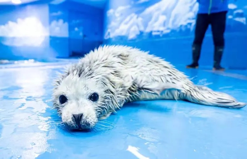 小海豹刚出生为啥有毛,海豹宝宝白毛成年过程