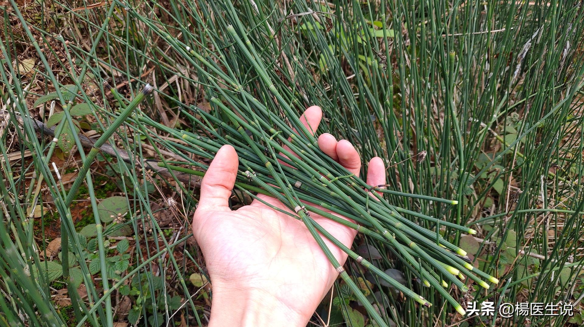 耳朵后面长了个肉瘤是怎么回事,耳朵上长了一个小肉瘤