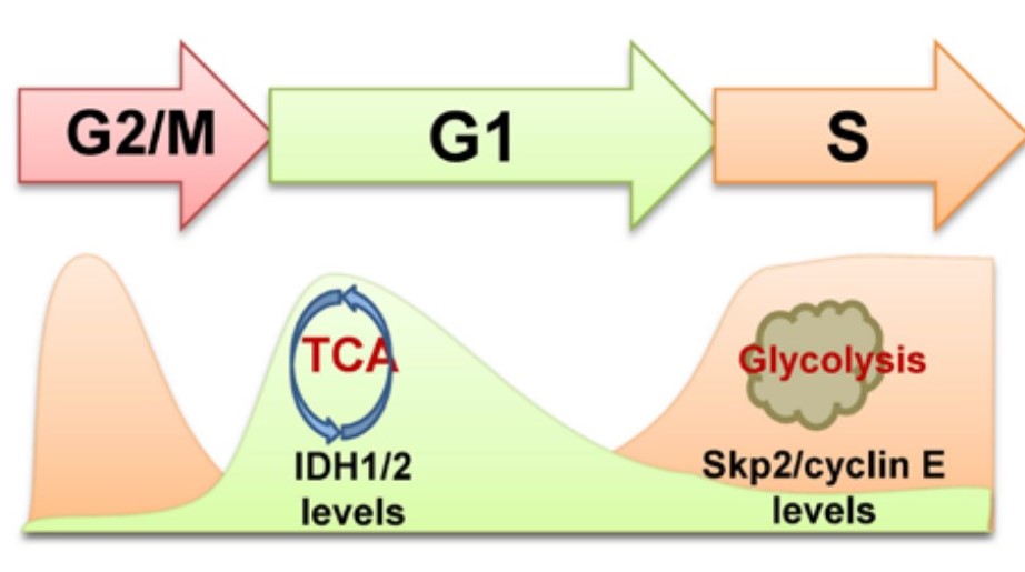 西安交大肿瘤医院肿瘤谁治的好,国际上治疗宫颈癌的最新消息