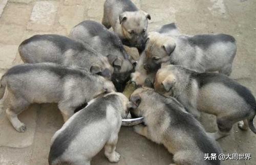 养殖业什么最赚钱农村风险小,2023年养殖业什么最赚钱农村