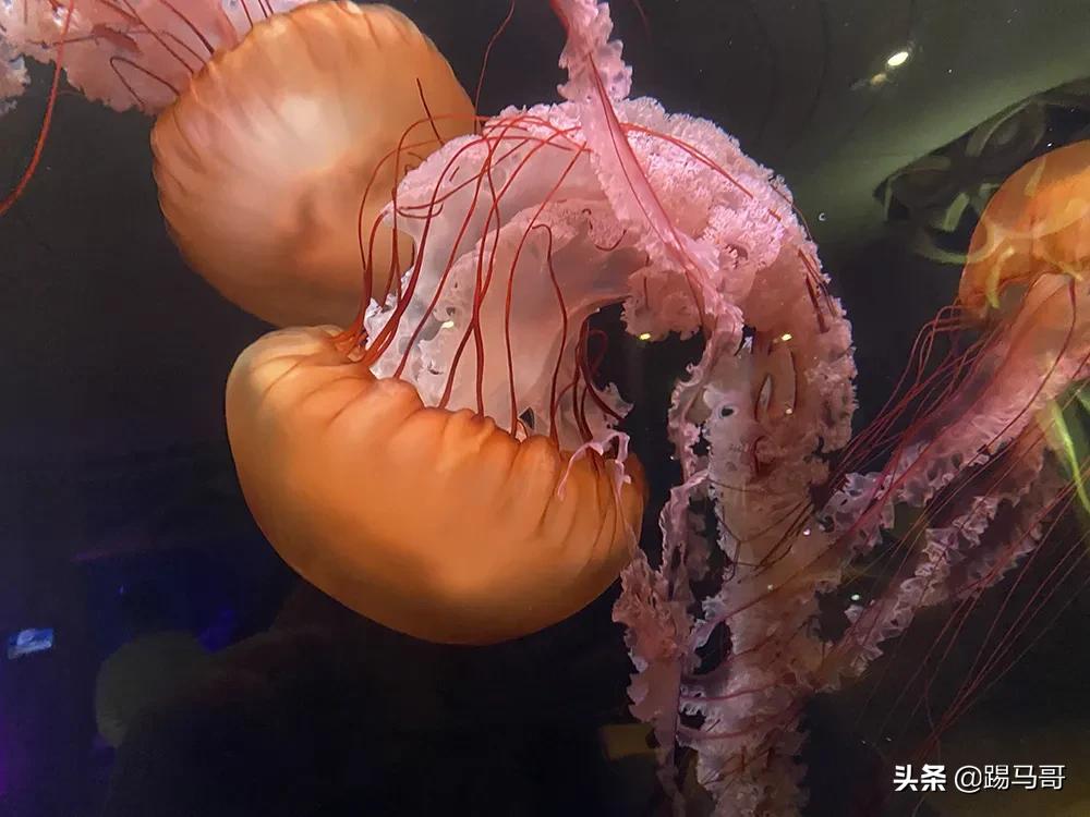 三亚不值得去的景点有哪些,三亚不值得去的景区