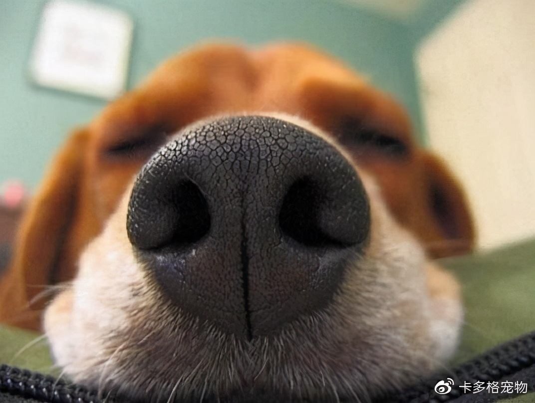 狗狗鼻头为什么是湿的,狗狗鼻头为什么会褪色