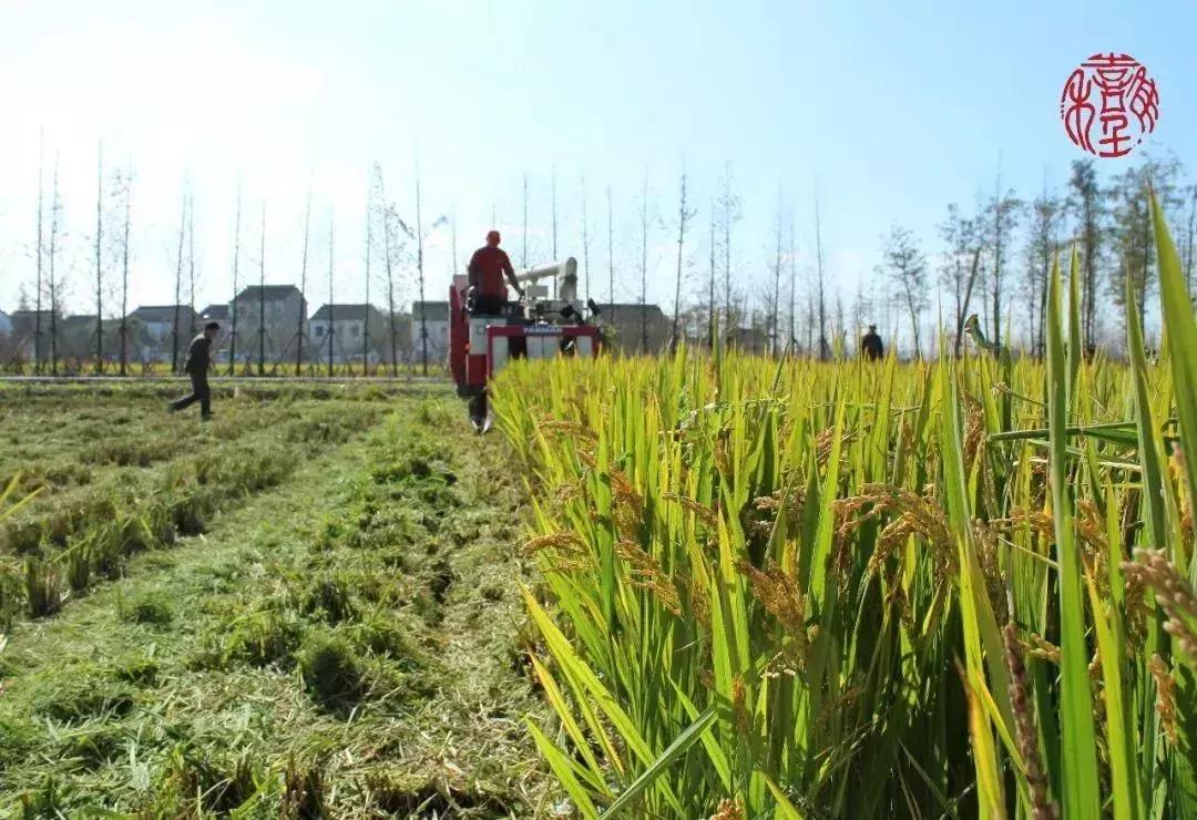 苏州通安的特色,苏州通安有什么美食