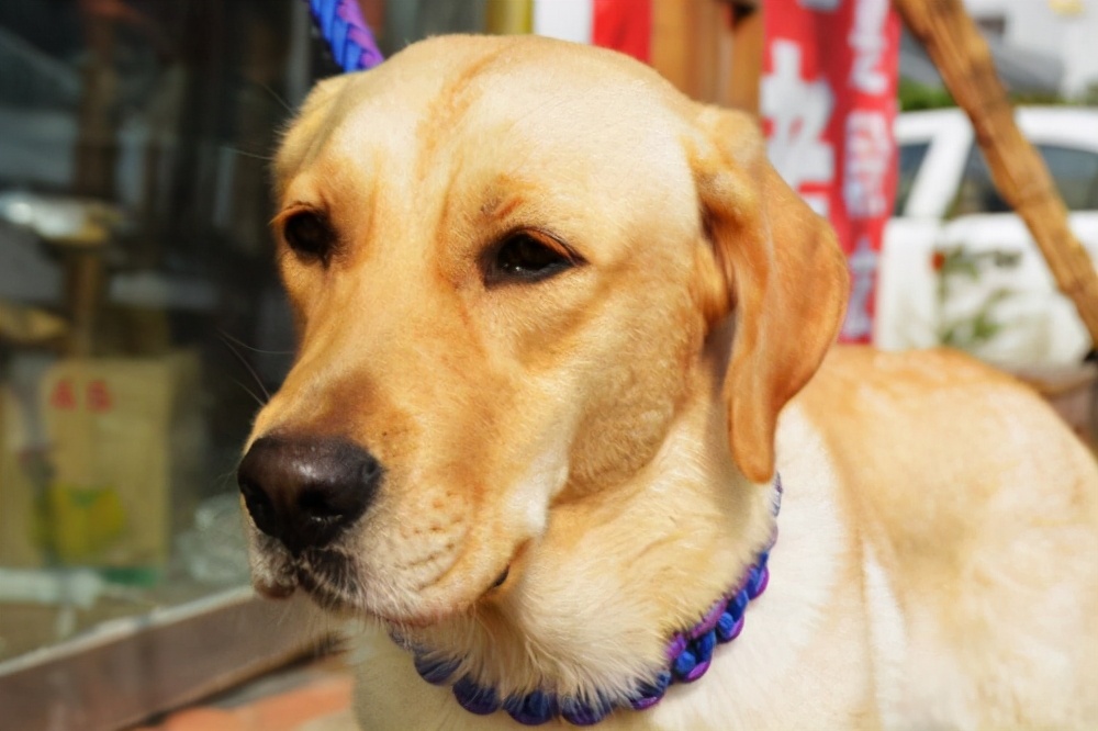 狗狗拉稀怎么办最有效的方法,狗狗拉稀怎么办快速解决方法