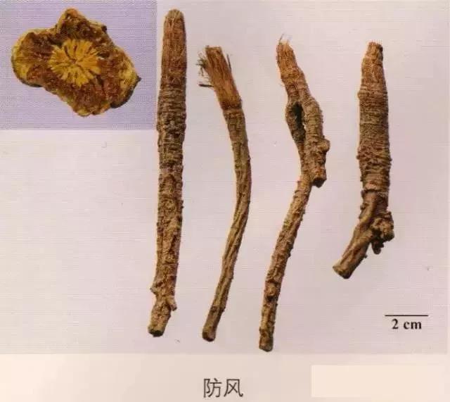 中药材图片大全大图带药名,200多味中药材图谱带图