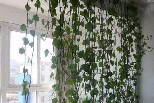 绿萝喜欢喝这三种水绿萝长得旺盛,家养绿萝给绿萝喝点什么长得好