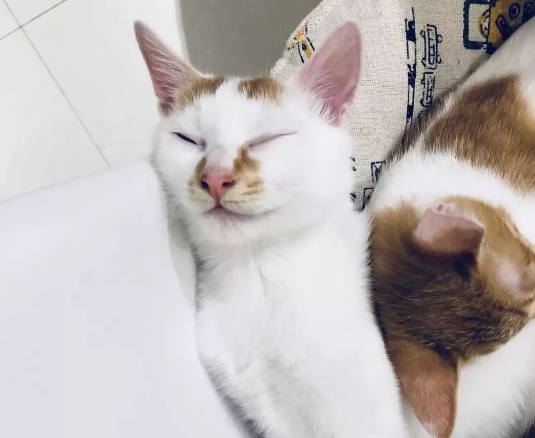 猫窝老是被猫咪压塌,猫窝总被压趴怎么办