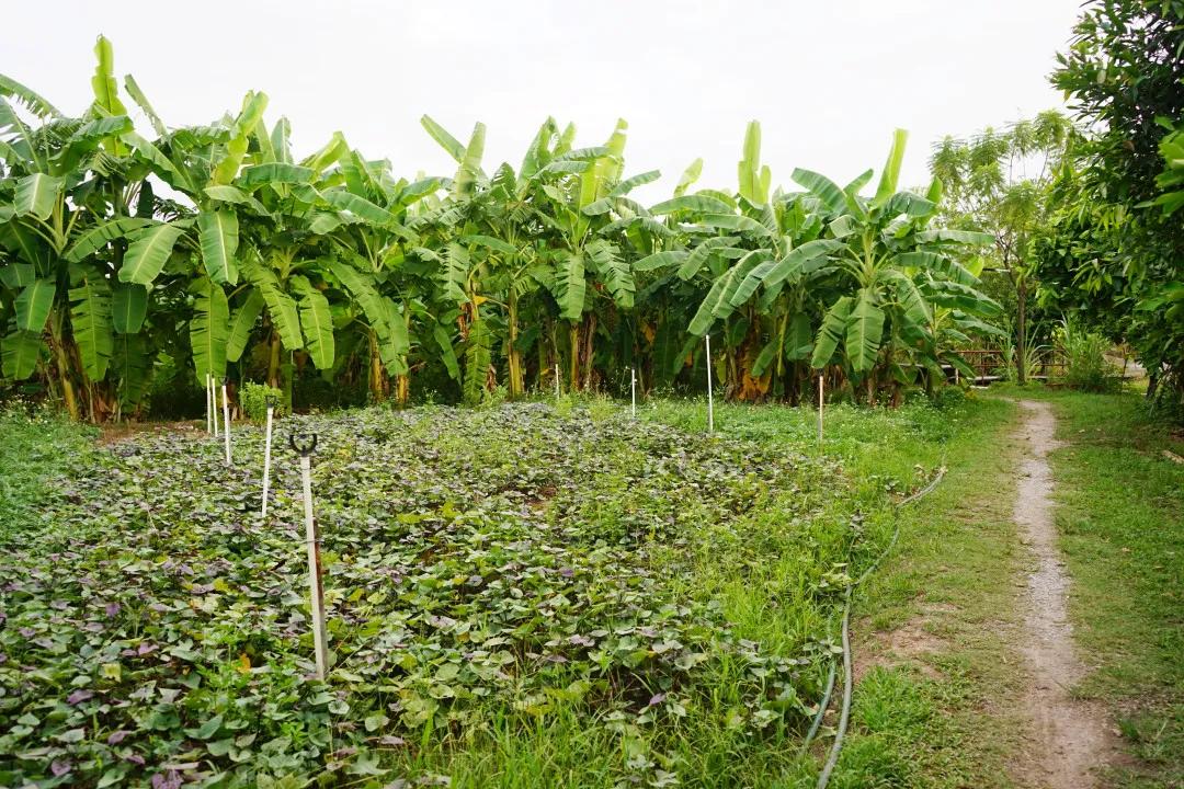 广东十大亲子农场,陈村亲子农场推荐