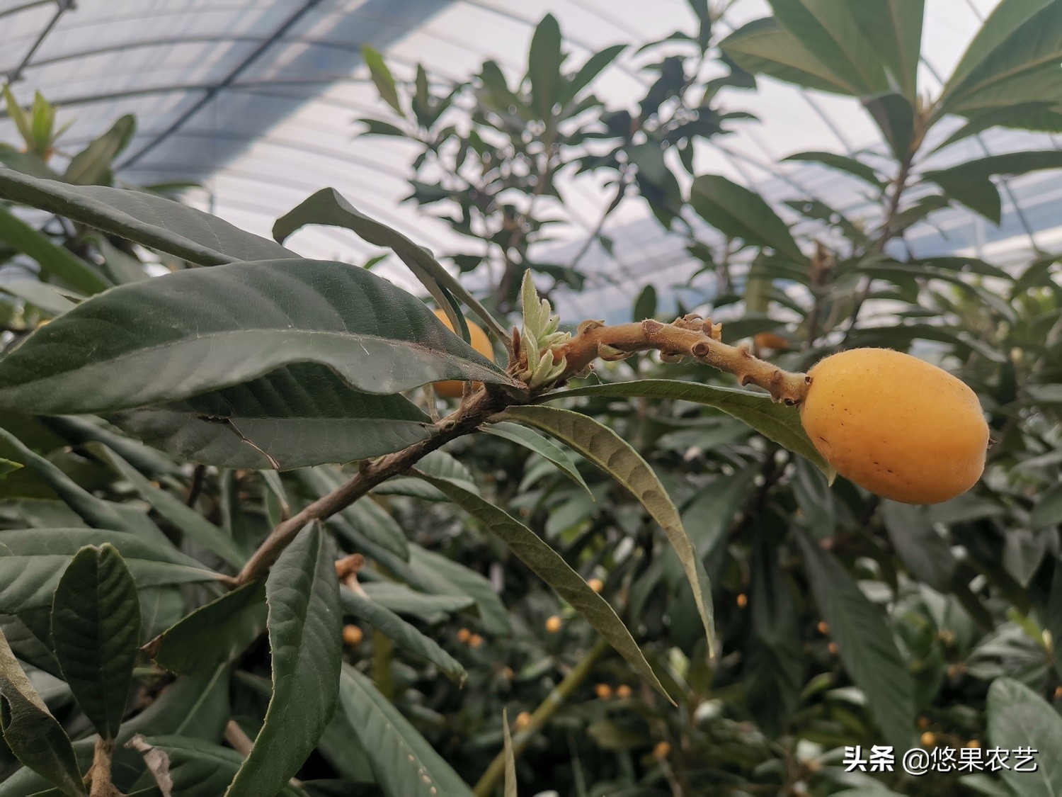 野生枇杷为什么不甜,大棚枇杷裂果什么原因