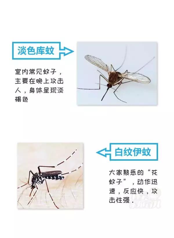 急！登革热已爆发641例，“秋蚊”战斗力爆表，尤其是这2种