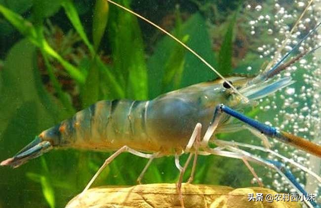 养观赏虾基本知识,观赏虾好养耐活