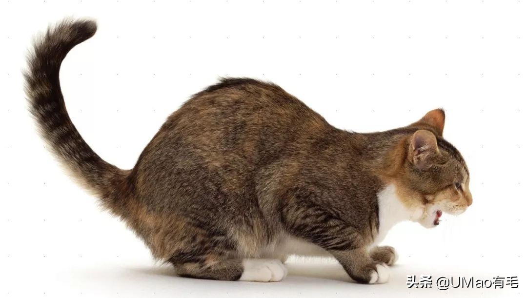 猫粮黄曲霉素中毒,猫吃了毒猫粮慢性中毒