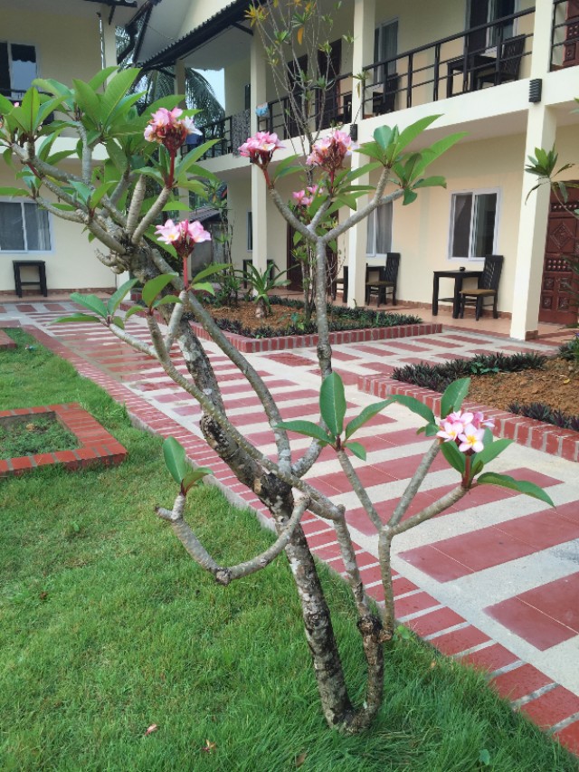 为什么老挝把鸡蛋花当成国花,为什么鸡蛋花是老挝的国花