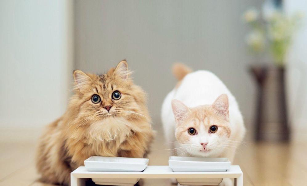 猫咪这五大“臭毛病”，你家猫咪占几个？