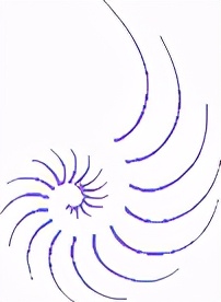 马尔代夫鹦鹉螺岛nautilus,鹦鹉螺马尔代夫活动