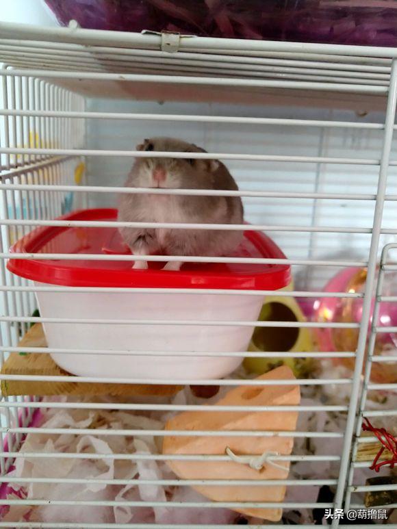 仓鼠怀孕注意事项和禁忌,仓鼠怀孕后一定要分开养吗