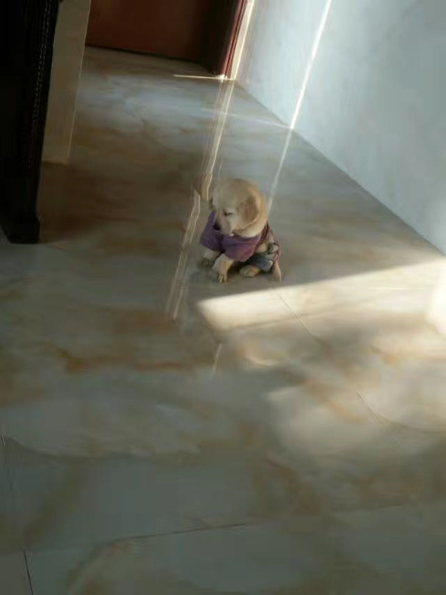 对不起我又想你了,对不起我又想你啦完整