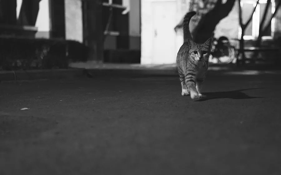 田园猫打疫苗后第二天得了猫瘟,田园猫生病会自愈吗