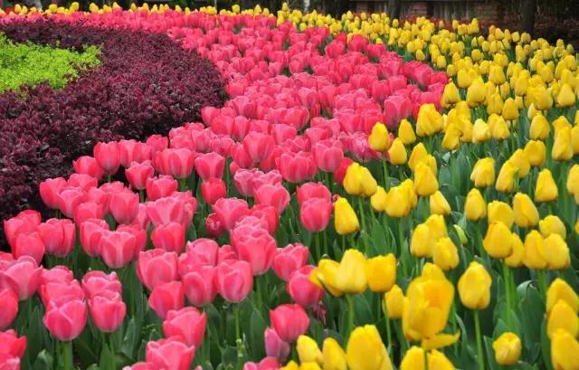 安徽春天美丽的视频,安徽美丽的春天