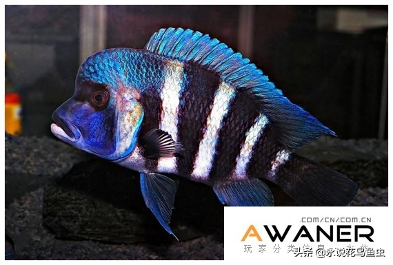 慈鲷鱼分类,慈鲷科鱼都是包括哪几种