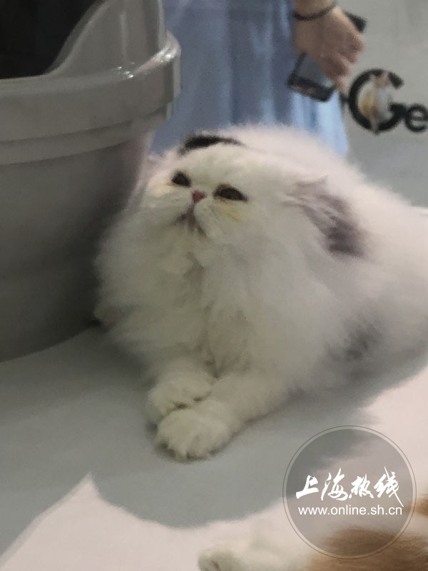 亚洲宠物展2022直播,亚洲宠物展会直播