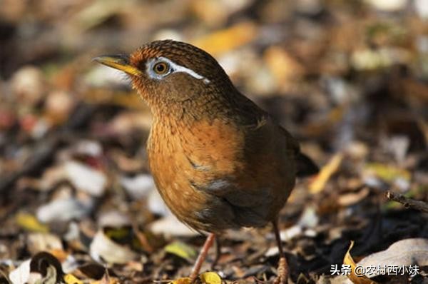 鸟类幼鸟如何喂食,鸟类幼崽怎么养