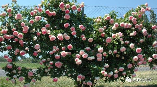 99棵月季,最值得入手的玫瑰月季