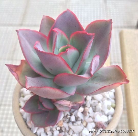 怎么养殖多肉广寒宫?掌握5个小妙招,株型紧凑又漂亮