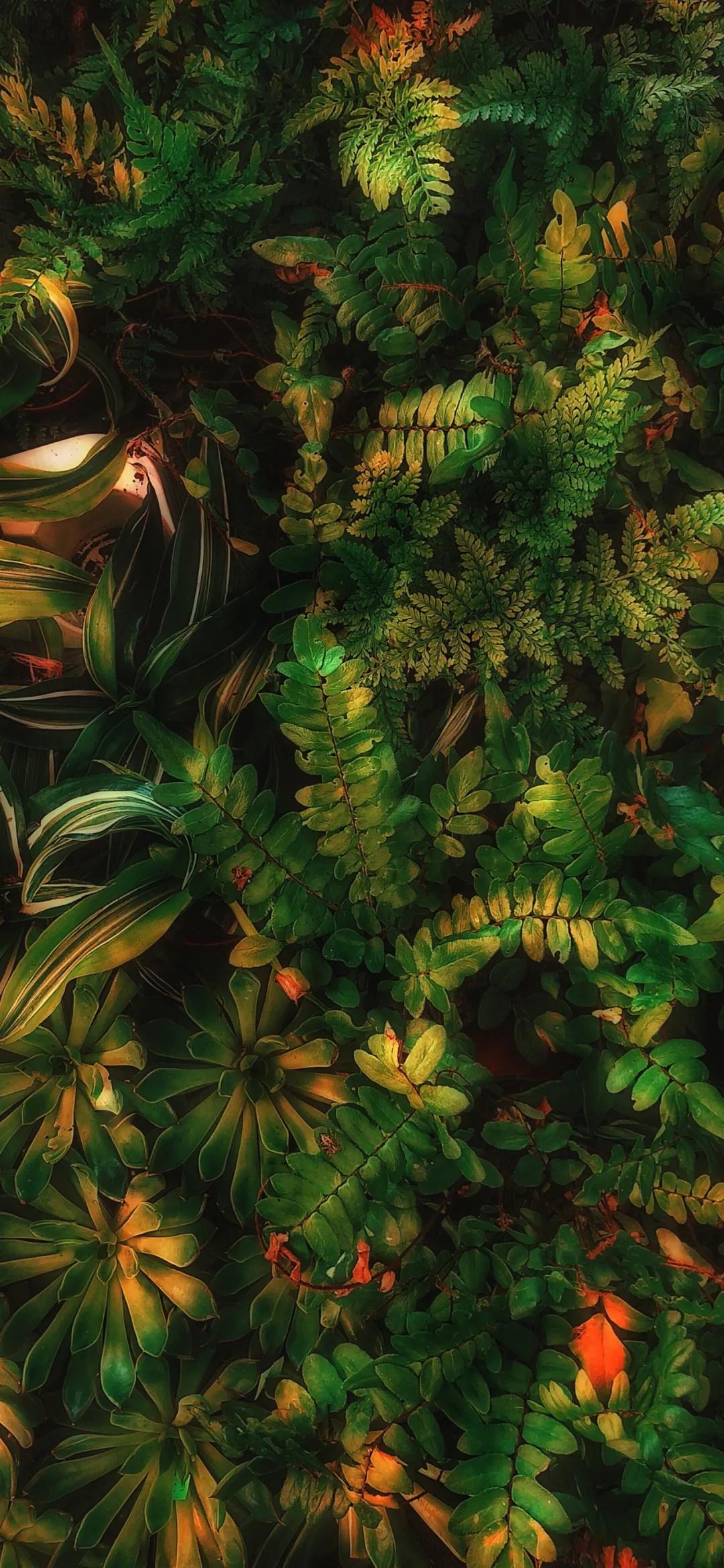 文艺素雅治愈植物手机壁纸,唯美治愈系手机壁纸植物