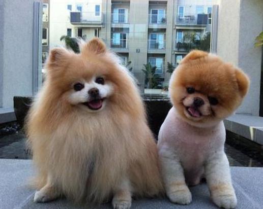 英式博美和美式的哪个贵,英式博美好还是美式博美好