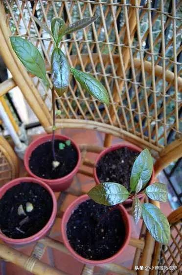 吃完的水果不要扔试试在家就能种,吃完的水果种子