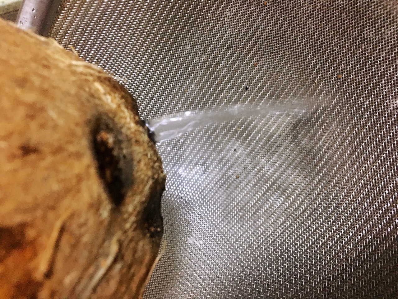 椰子独特吃法,椰子除了煲汤还能怎么吃