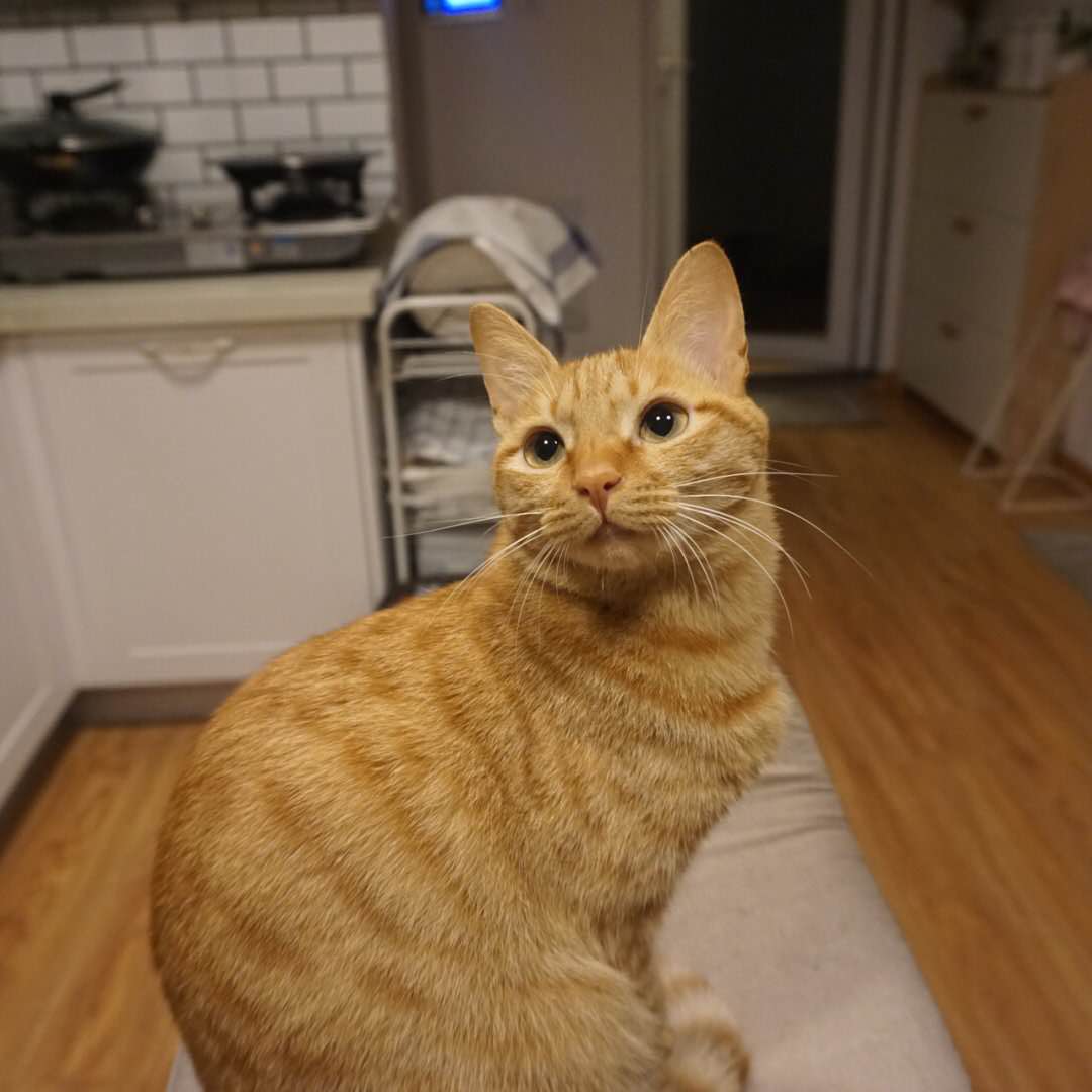 猫奶糕你选对了吗？拒绝花冤枉钱