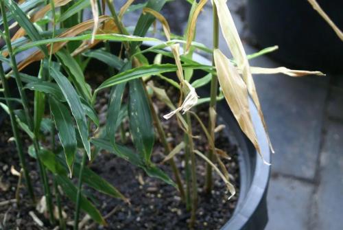 生姜盆栽多长时间长出新姜,生姜自己在家栽种